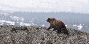 bear saves babies