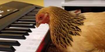 chicken plays music