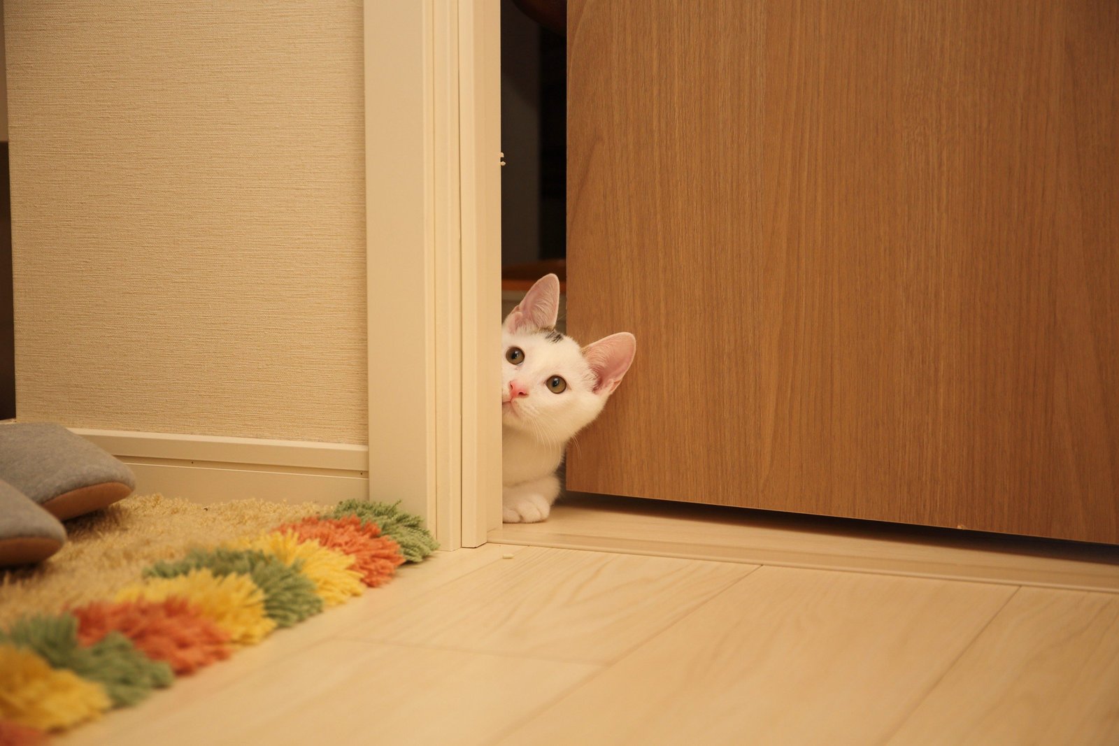 how to make house pet friendly