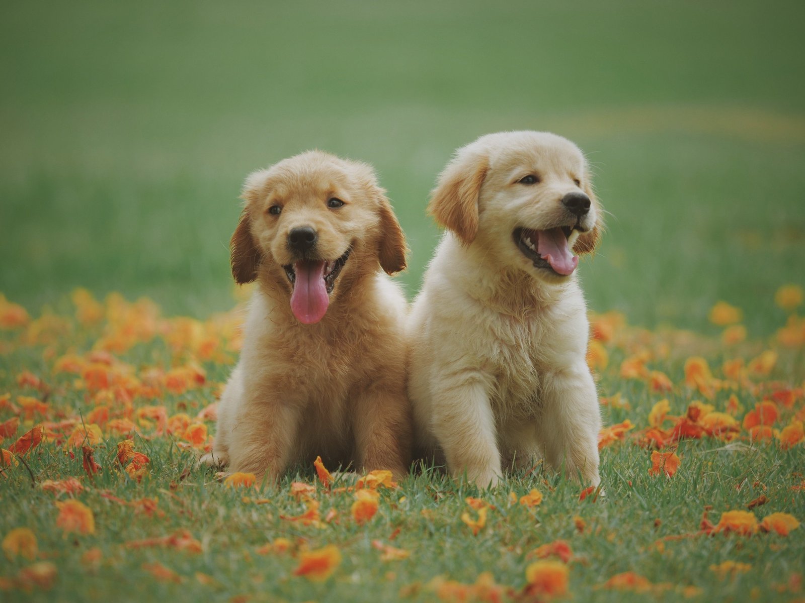 pets