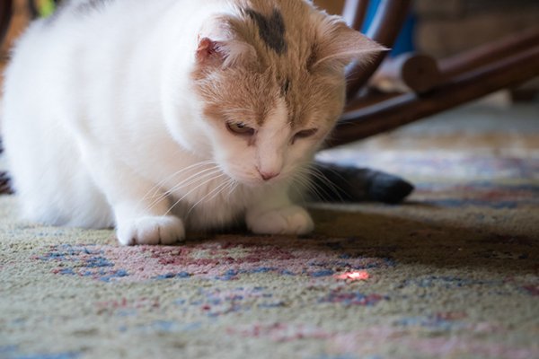 5 Gadgets A Cat Lover Must Have!