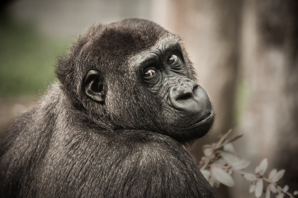 Smarty-Party – The 7 Smartest Animals