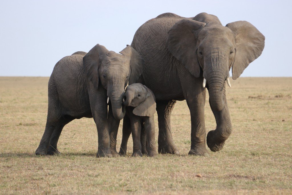 Smarty-Party – The 7 Smartest Animals