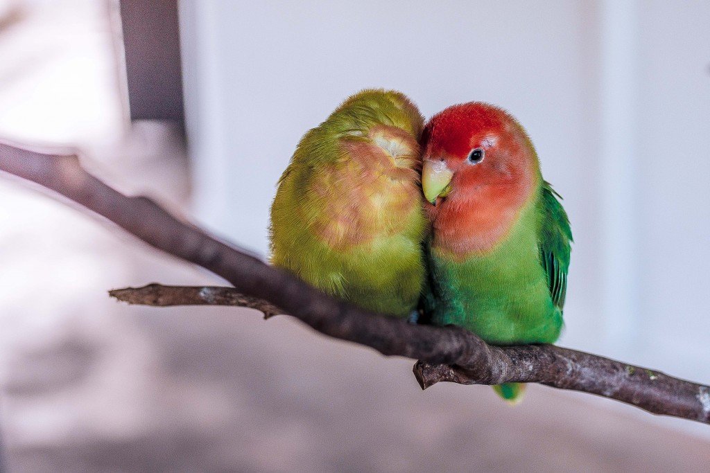 The Questionable Origins of Valentine's Day