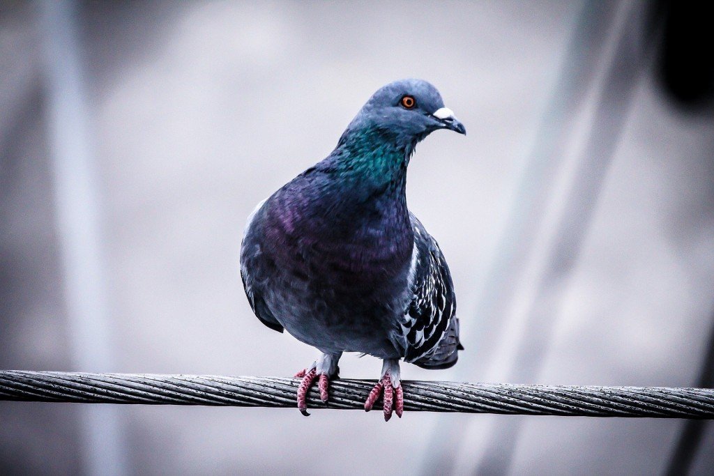 Smarty-Party – The 7 Smartest Animals