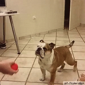 tenor-4.gif