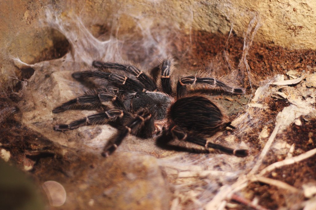 The Living Arrangement Between Tarantula Spiders And Microhylid Frogs
