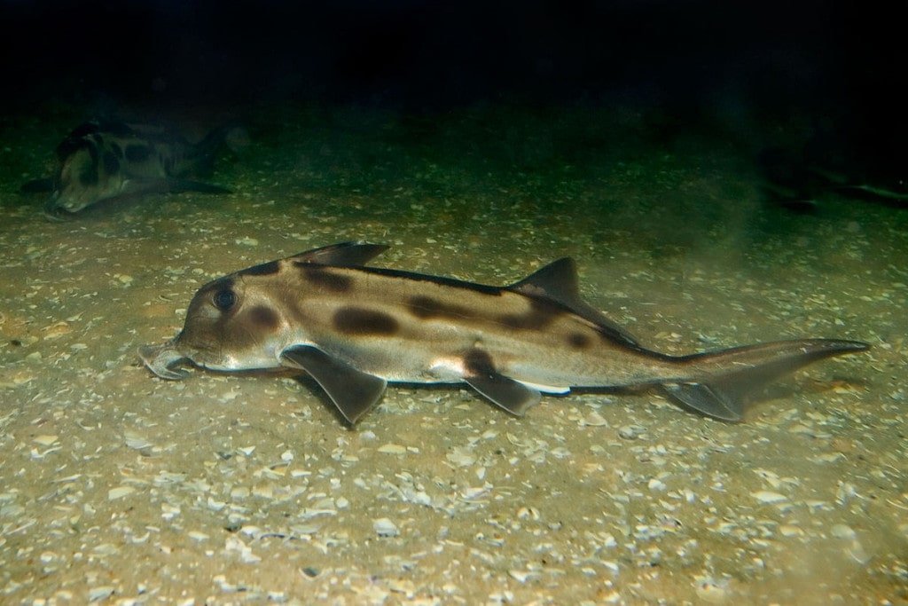 elephant snout fish