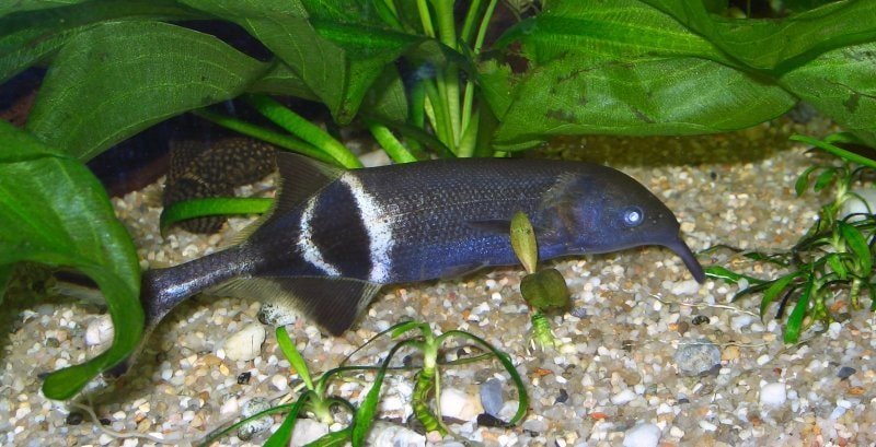 elephant snout fish