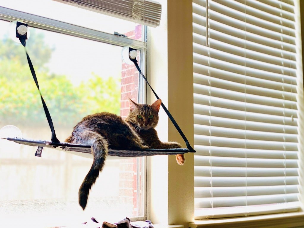 Is Your Home Your Cat’s Home Too?- 5 Tips To Make Your Home More Cat Friendly