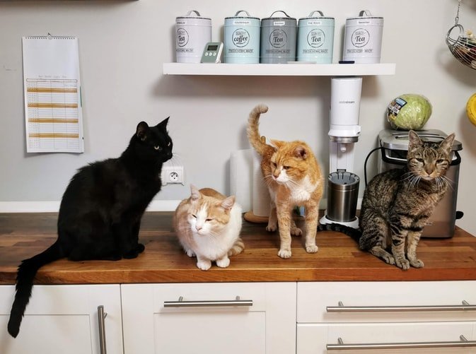 Is Your Home Your Cat’s Home Too?- 5 Tips To Make Your Home More Cat Friendly