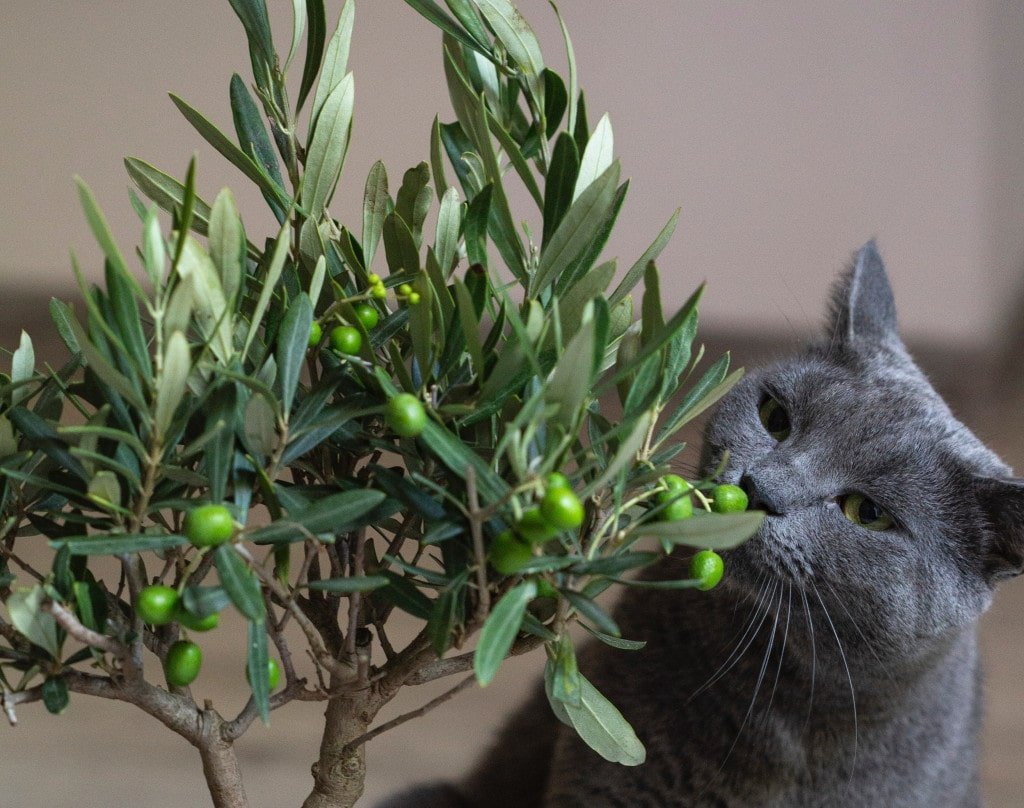Is Your Home Your Cat’s Home Too?- 5 Tips To Make Your Home More Cat Friendly