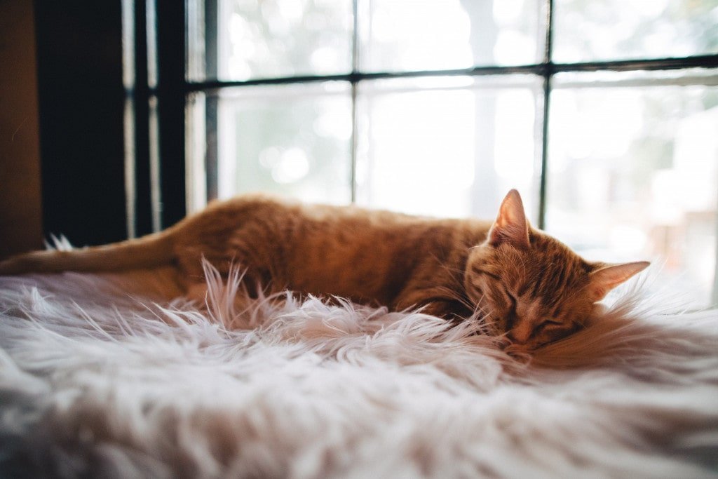 Is Your Home Your Cat’s Home Too?- 5 Tips To Make Your Home More Cat Friendly