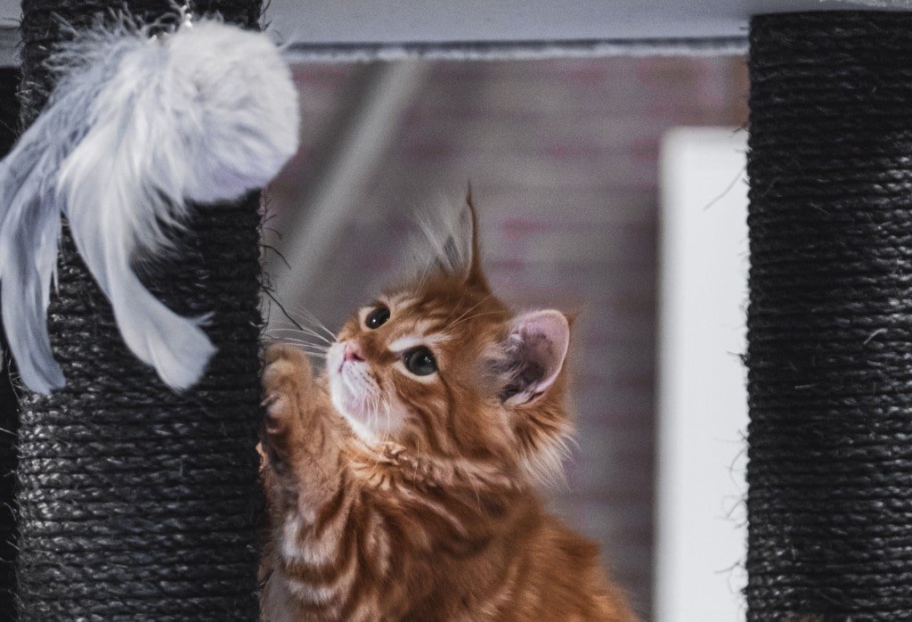 Is Your Home Your Cat’s Home Too?- 5 Tips To Make Your Home More Cat Friendly