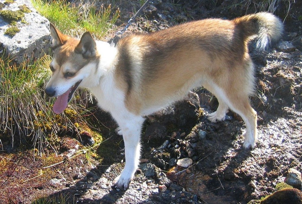 Say Hi To These Dog Breeds Whose Impawfections Make Them Pawfect! - perfect imperfection dogs