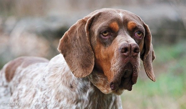 Say Hi To These Dog Breeds Whose Impawfections Make Them Pawfect! - perfect imperfection dogs