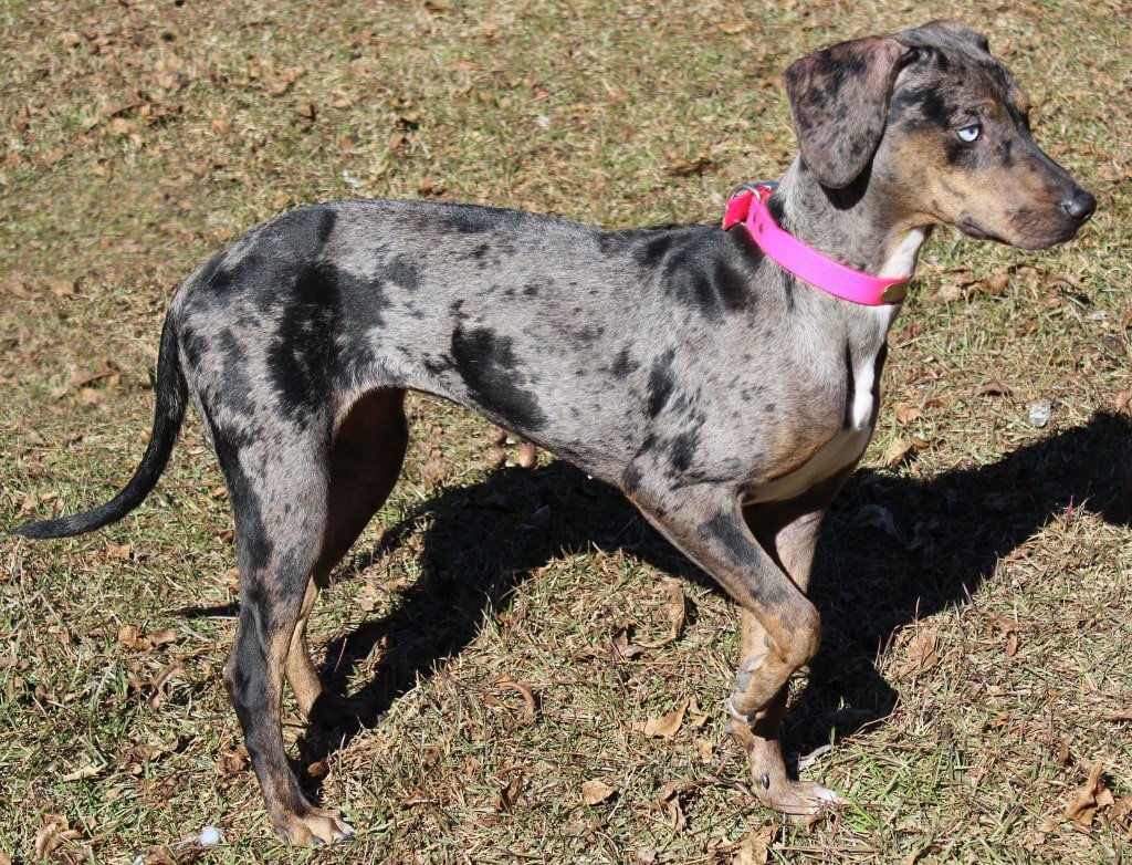 Say Hi To These Dog Breeds Whose Impawfections Make Them Pawfect! - perfect imperfection dogs