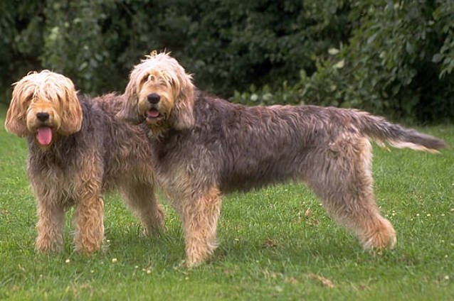 Say Hi To These Dog Breeds Whose Impawfections Make Them Pawfect! - perfect imperfection dogs