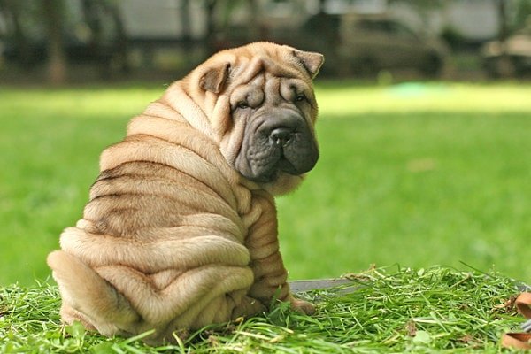 Say Hi To These Dog Breeds Whose Impawfections Make Them Pawfect! - perfect imperfection dogs