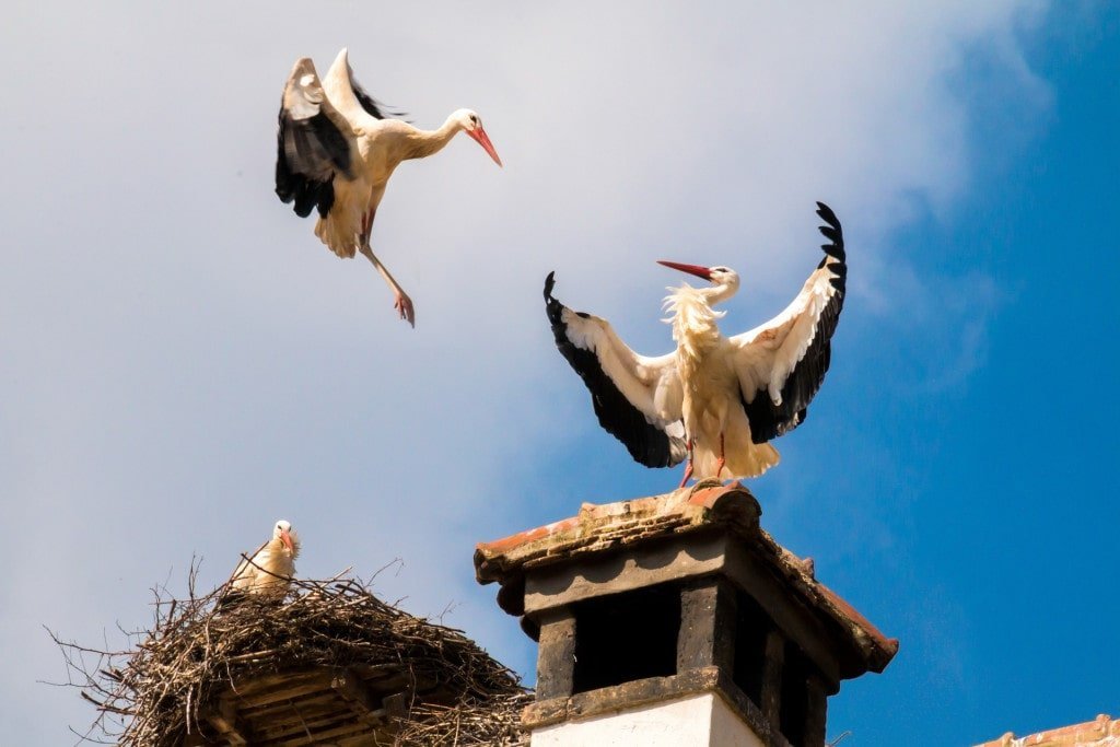 Baby Shower, But From The Sky?- Unravelling The Myth Of Storks Carrying Children