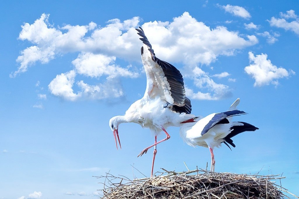 Baby Shower, But From The Sky?- Unravelling The Myth Of Storks Carrying Children