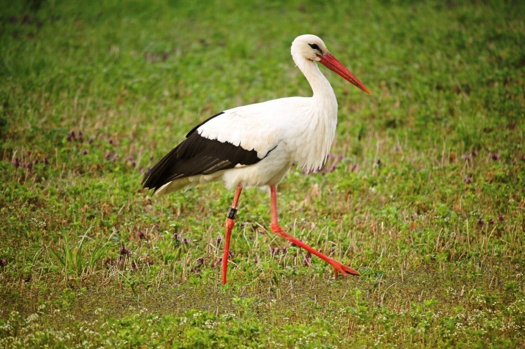 Baby Shower, But From The Sky?- Unravelling The Myth Of Storks Carrying Children