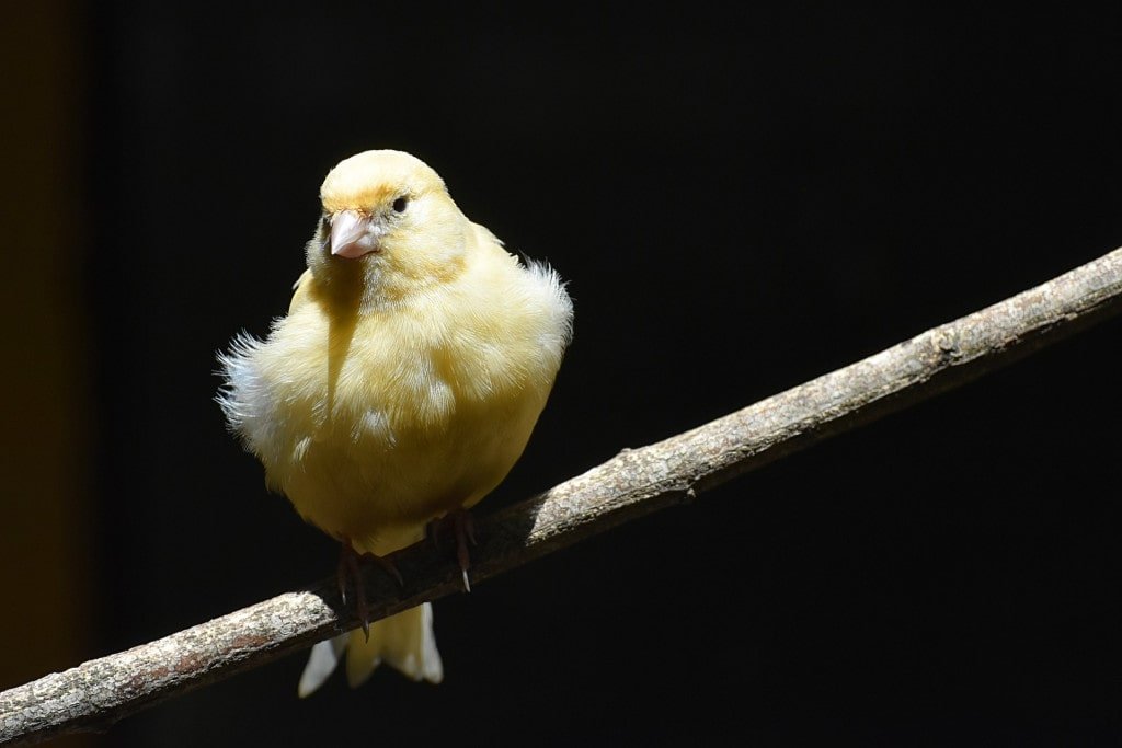 10 Things A Bird Owner Should Always Keep In Mind - bird handling techniques