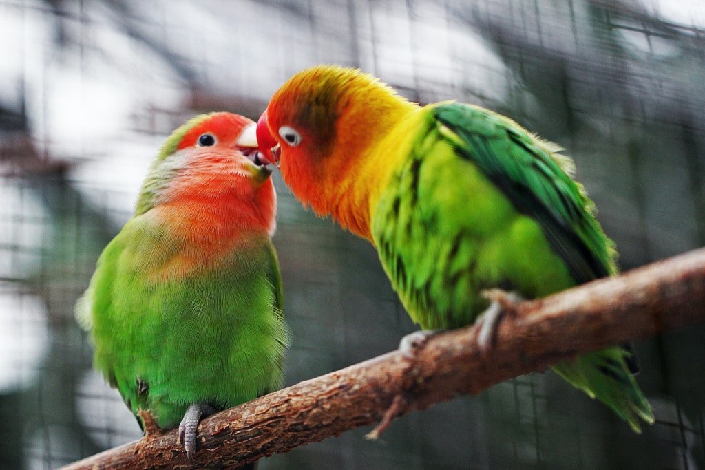 10 Things A Bird Owner Should Always Keep In Mind - bird handling techniques