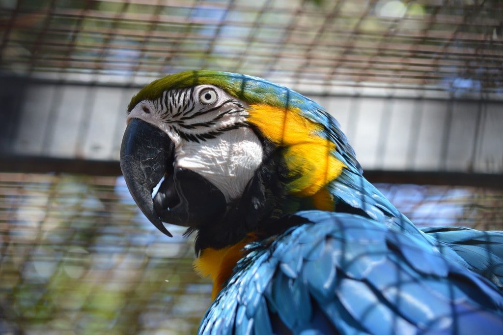 10 Things A Bird Owner Should Always Keep In Mind - bird handling techniques