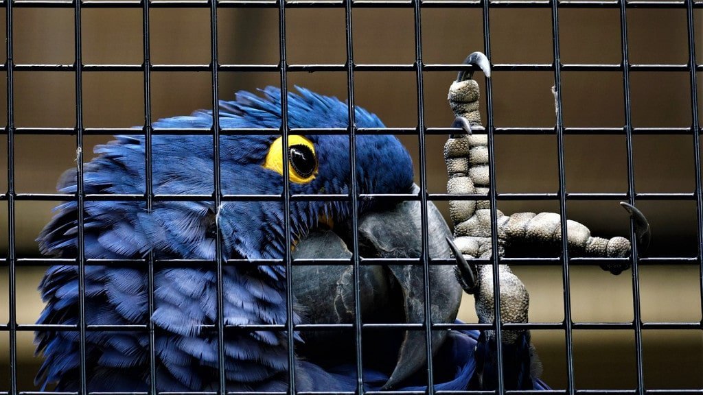 10 Things A Bird Owner Should Always Keep In Mind - bird handling techniques