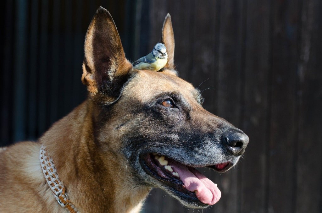 10 Things A Bird Owner Should Always Keep In Mind - bird handling techniques