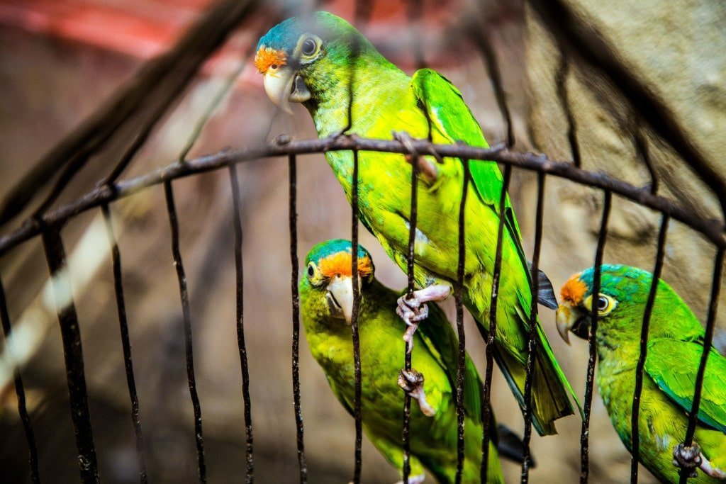 10 Things A Bird Owner Should Always Keep In Mind - bird handling techniques