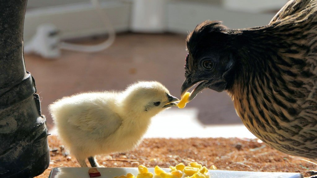 10 Things A Bird Owner Should Always Keep In Mind - bird handling techniques