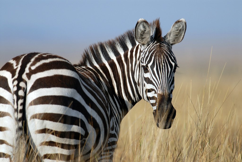 If You Swap Zebra Milk For Human Milk, There’s A Chance No One Will Find Out
