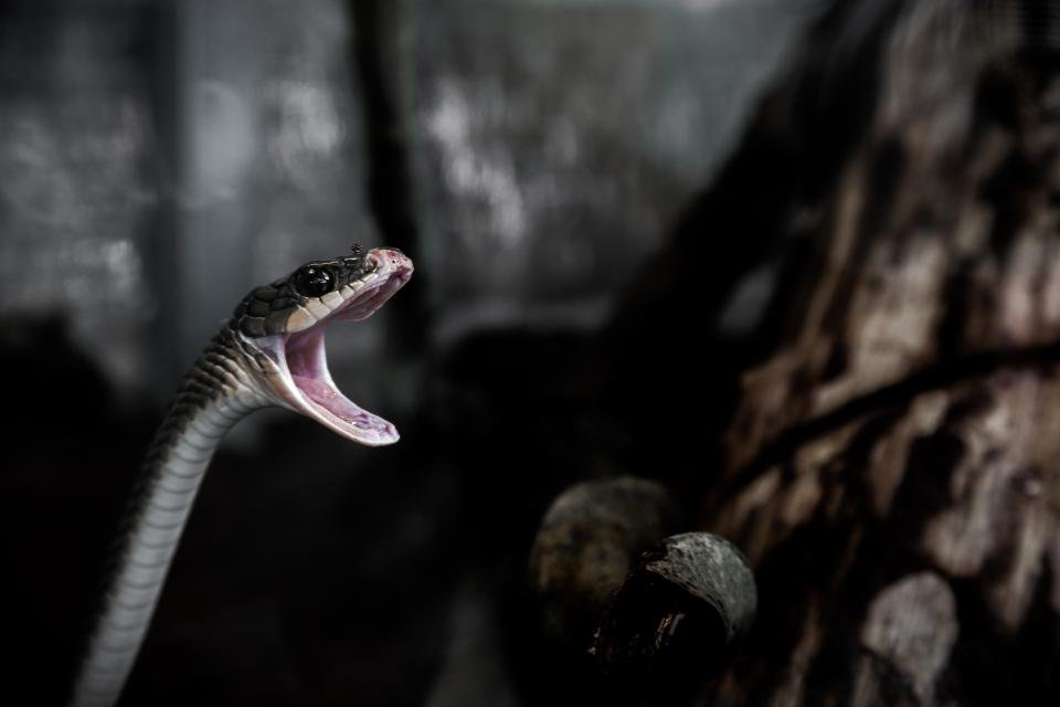 Are Snakes Venomous Or Poisonous? We Explain You The Difference