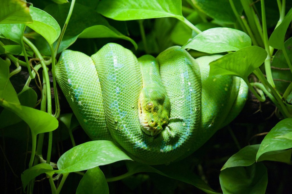 Are Snakes Venomous Or Poisonous? We Explain You The Difference
