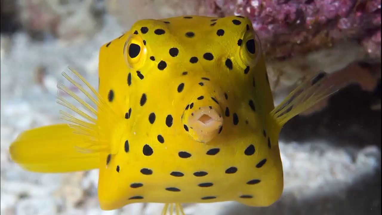 This Boxfish Is The Cutest Thing You Will See On The Internet Today ...