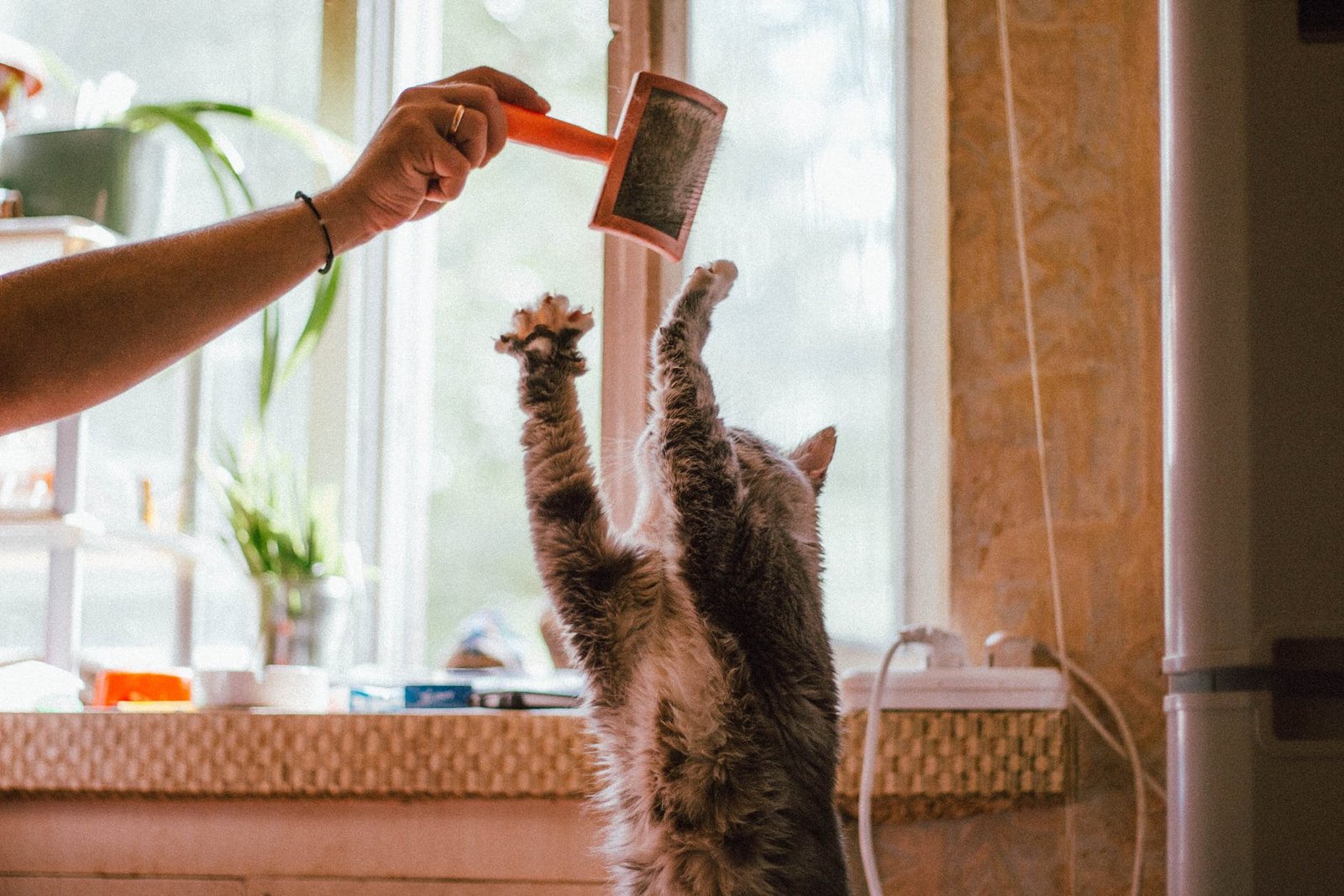 cat playing with a pet brush