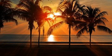 silhouette of trees during golden hour