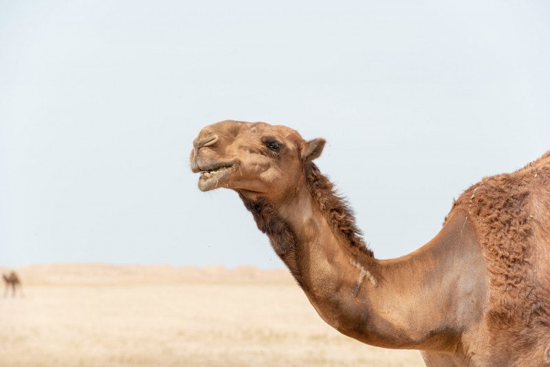 Do Camels Really Store Water In Their Humps? » Yodoozy®