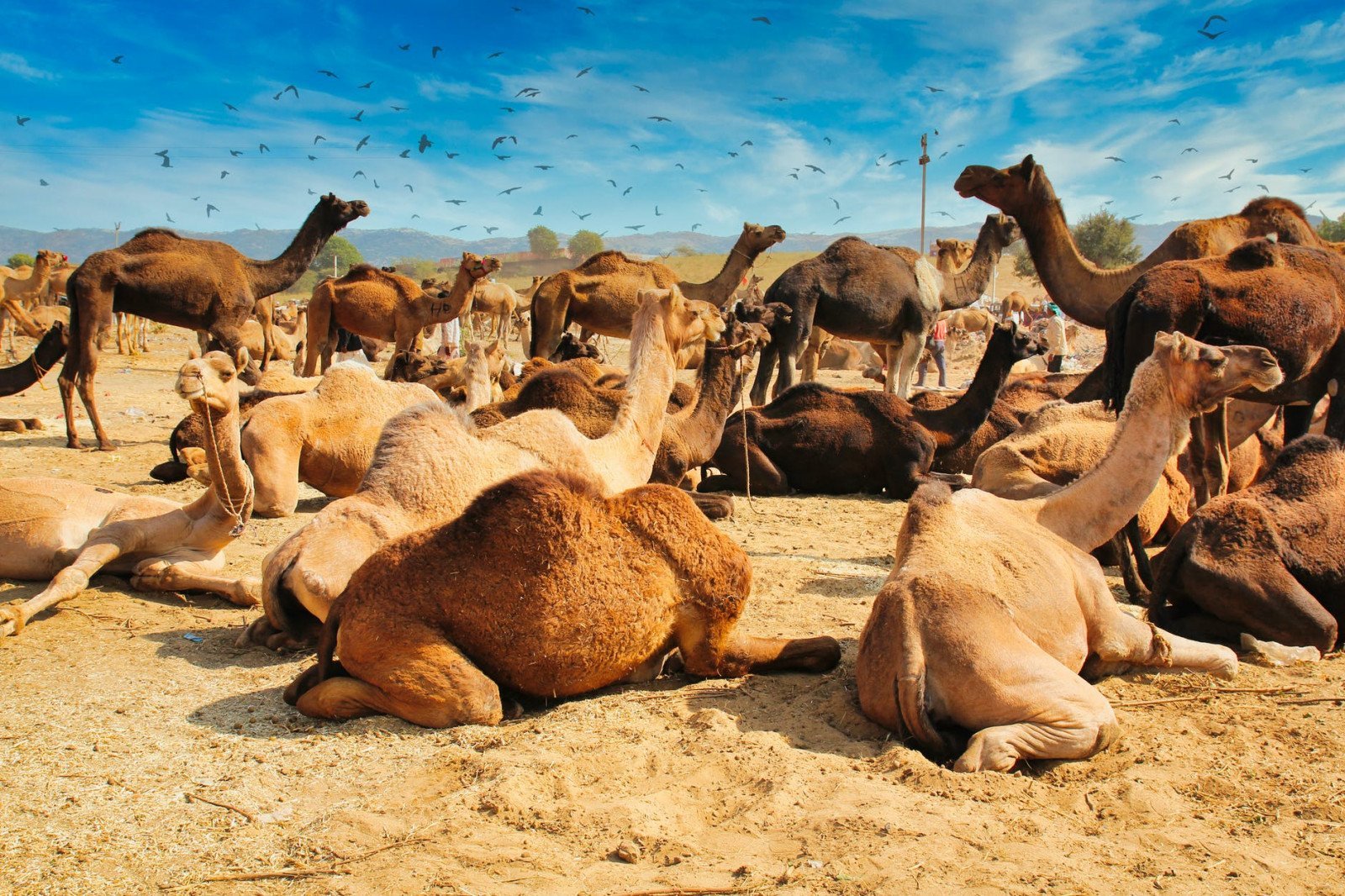 Do Camels Really Store Water In Their Humps? » Yodoozy®