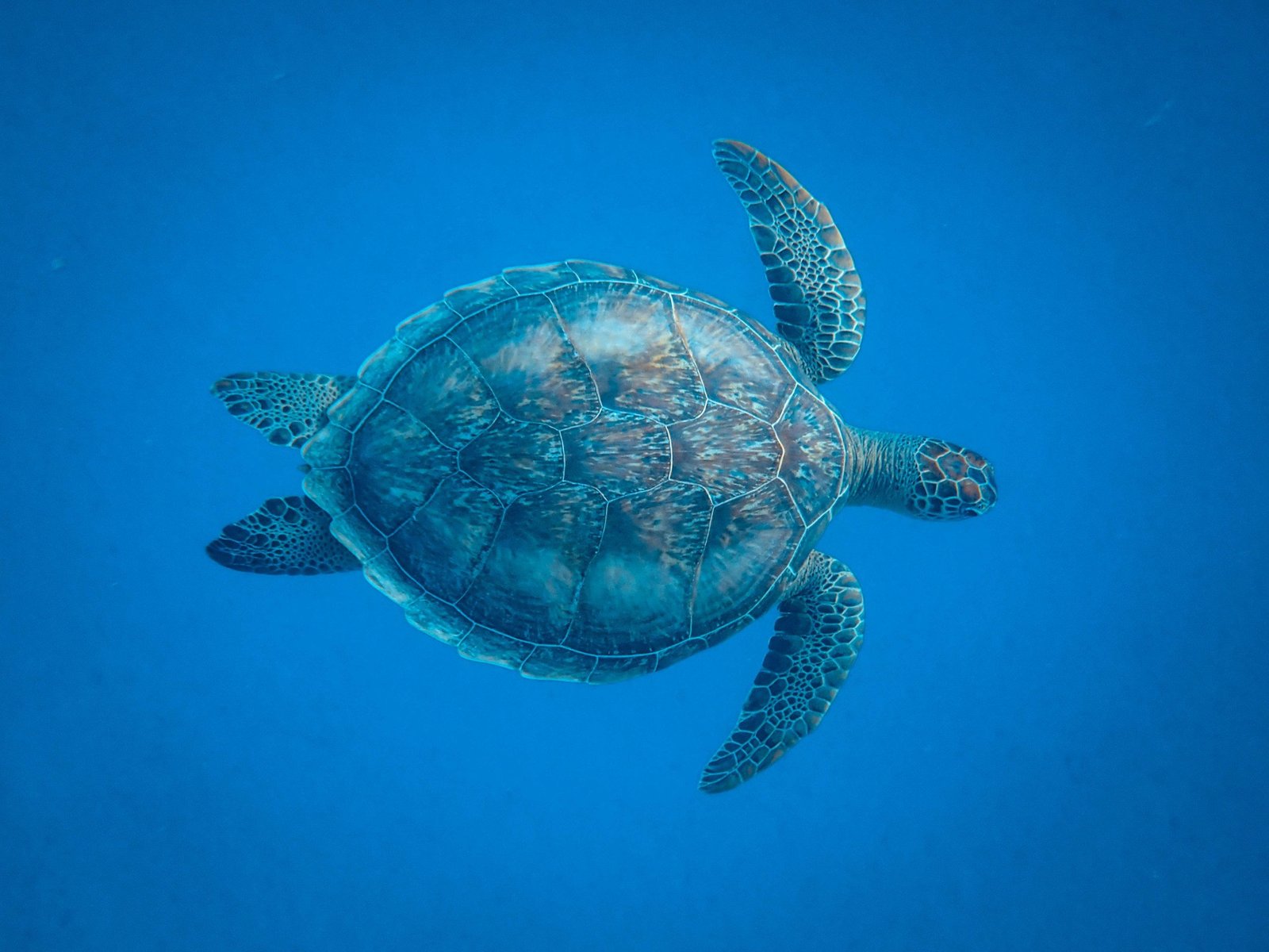 turtles breathe from butt