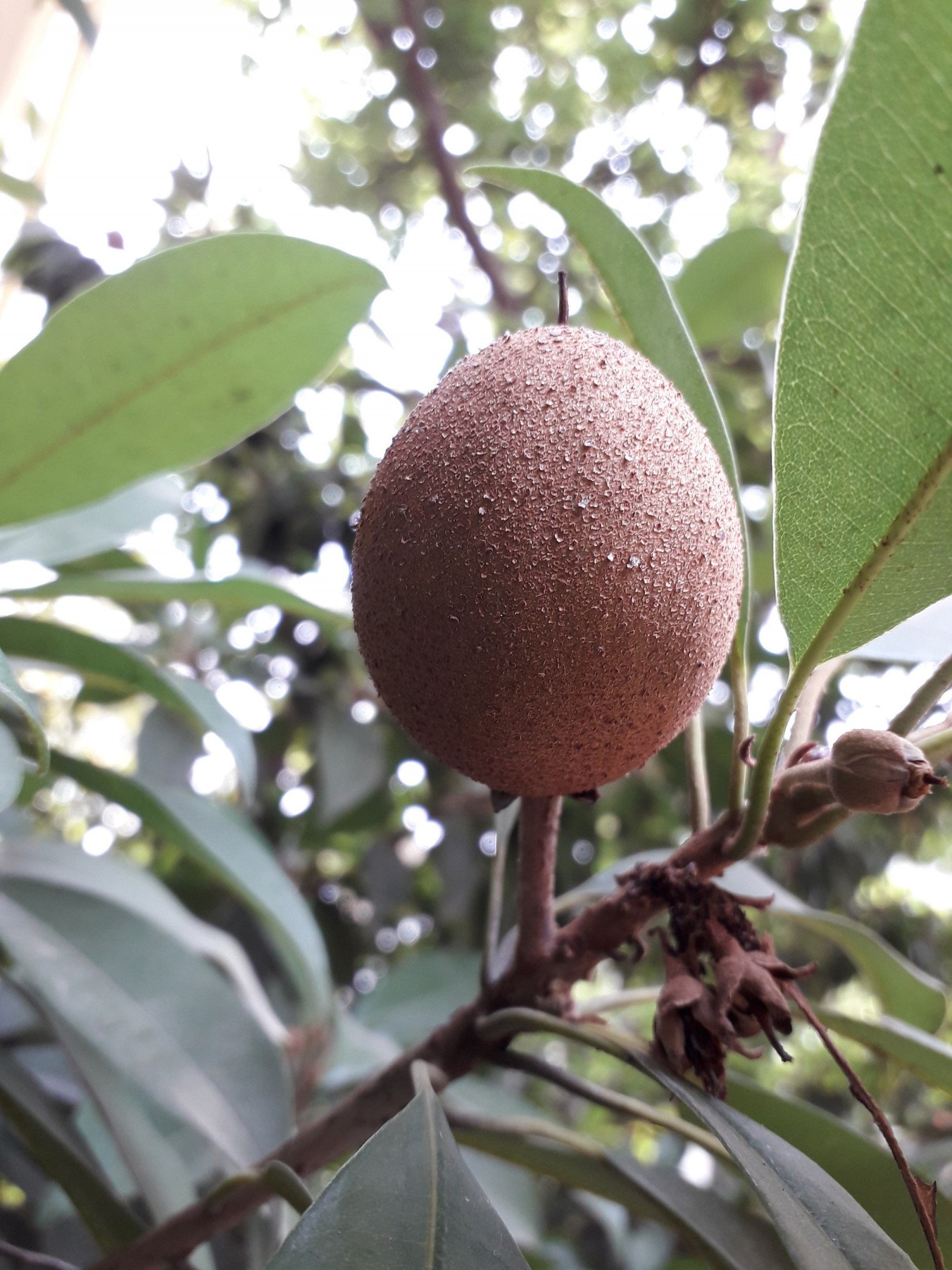 10 Exotic Fruits To Try At Least Once » Yodoozy®